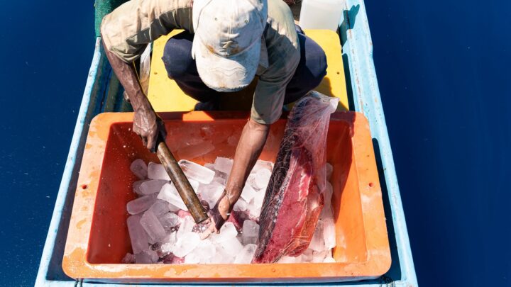 Using the Sun’s Power to Produce Ice: How small-scale fishers in Indonesia are revolutionising ice production and reducing their carbon footprint