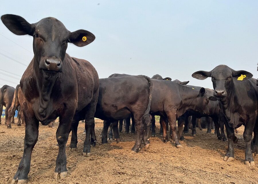 Prova inédita de eficiência alimentar em fêmeas terá resultados divulgados nesta sexta-feira (25/10)