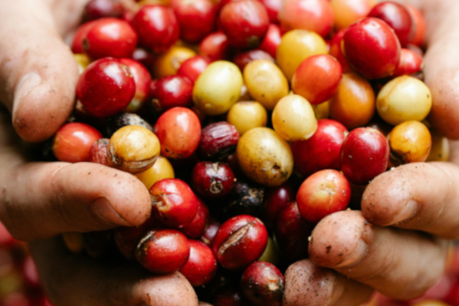 Controle da broca do café deve ser intensificado na primavera