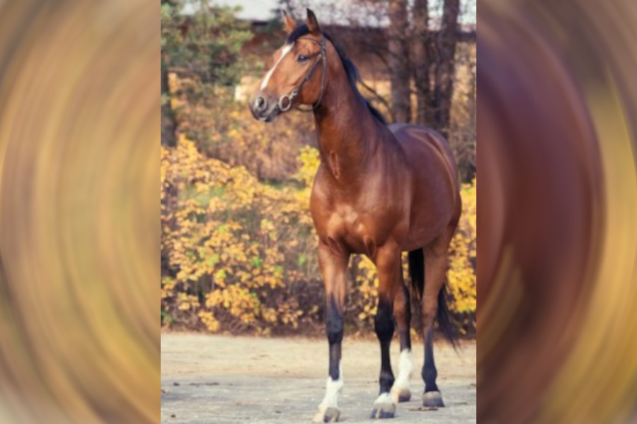 Leptospirose equina não pode ser negligenciada, pois pode levar à morte dos animais infectados