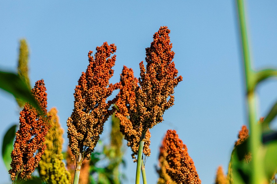 Sempre AgTech lança híbrido de sorgo com ciclo superprecoce e tolerante a estresse hídrico