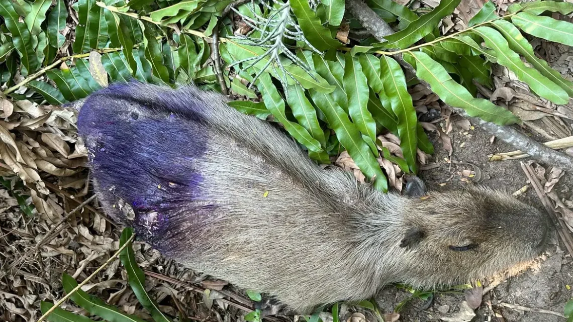 Polícia investiga morte de capivaras na zona oeste do Rio