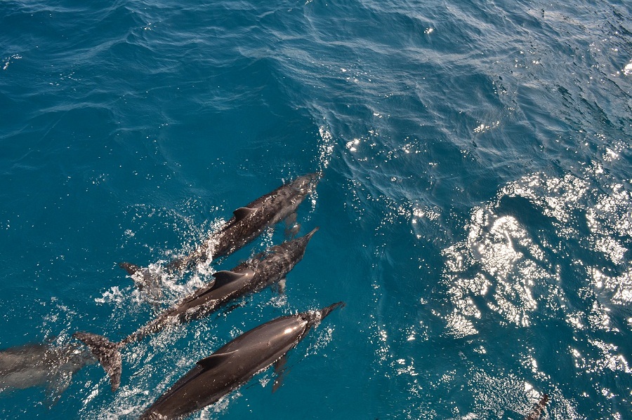 A conservação ambiental também é azul