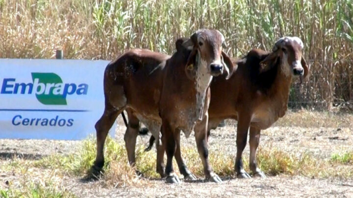 Embrapa Cerrados abre novo leilão on line de bovinos leiteiros