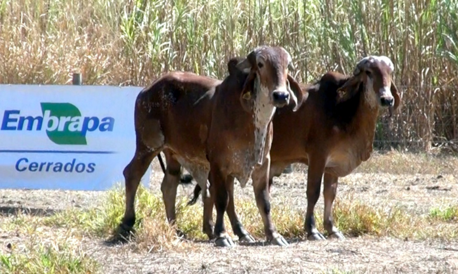 Embrapa Cerrados abre novo leilão on line de bovinos leiteiros