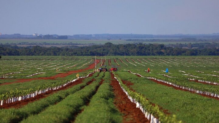 Com 30 mil hectares plantados, Mato Grosso do Sul vem se destacando na produção de laranja