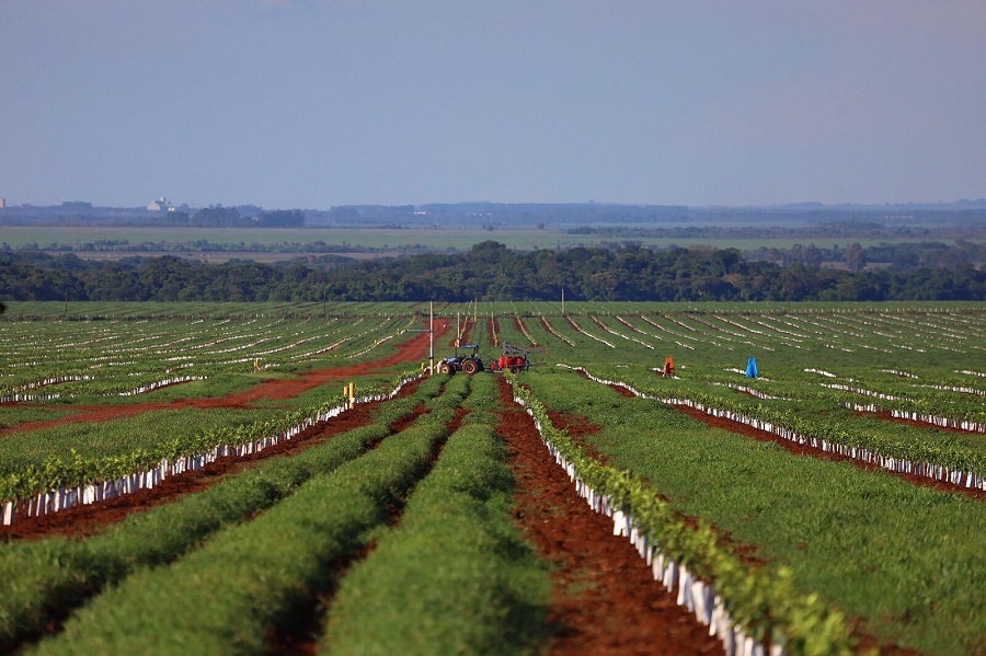 Com 30 mil hectares plantados, Mato Grosso do Sul vem se destacando na produção de laranja