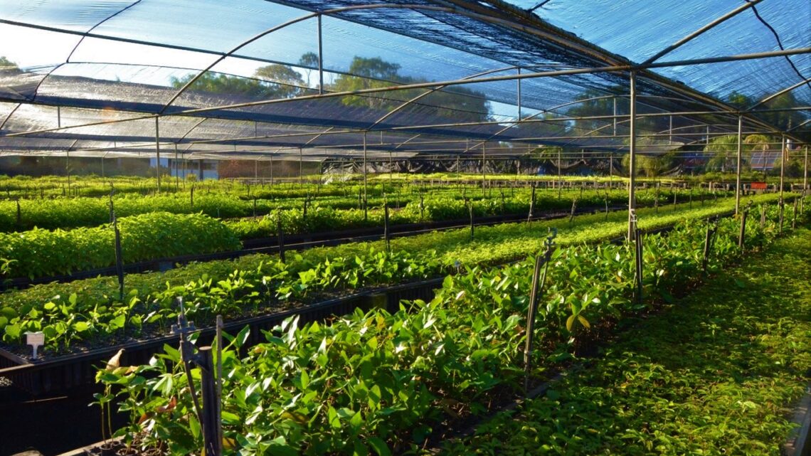 Viveiro de mudas da CESP contribui para conservação de espécies ameaçadas do Cerrado e Mata Atlântica