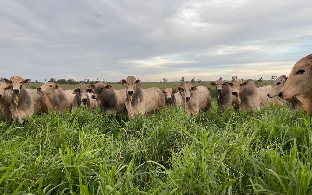 Transição seca e águas: pecuarista deve ter atenção especial ao manejo nutricional no período