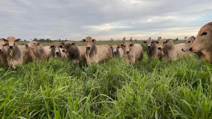 Transição seca e águas: pecuarista deve ter atenção especial ao manejo nutricional no período