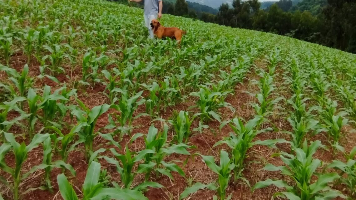 Desenvolvimento da raiz impacta diretamente na produtividade do milho