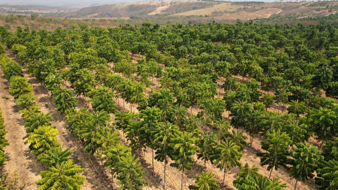 Mercado madeireiro no Brasil espera crescimento nos próximos anos