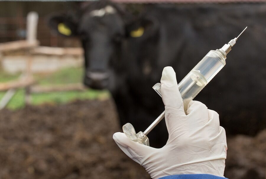 Controle sanitário do gado é mais rápido com uma boa farmácia na fazenda