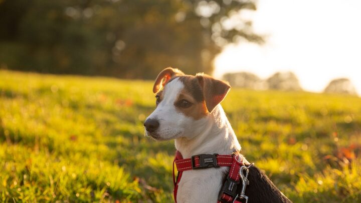 Zoonoses causadas por parasitas intestinais de cães: um problema persistente de saúde pública