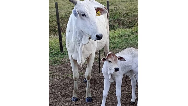 Os sinais da vaca ajudam e melhorar o manejo dos bovinos leiteiros no Brasil