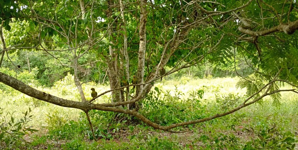 Imasul realiza soltura de mais de 60 animais silvestres no Recanto Ecológico Rio da Prata