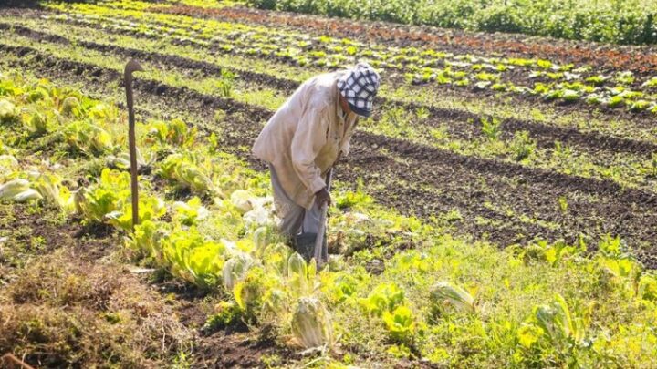 Governo sanciona crédito de R$ 1,97 bilhão para recuperação do setor agropecuário gaúcho