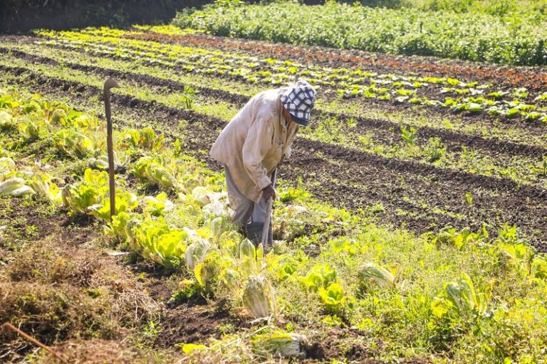 Governo sanciona crédito de R$ 1,97 bilhão para recuperação do setor agropecuário gaúcho