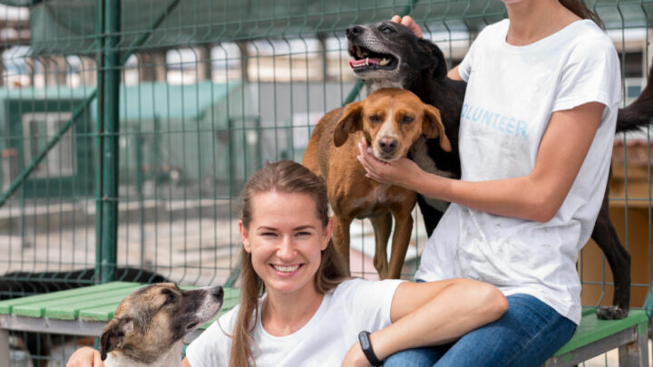 GetNinjas ensina quais os cuidados necessários antes de mandar seu pet para uma hospedagem no fim do ano