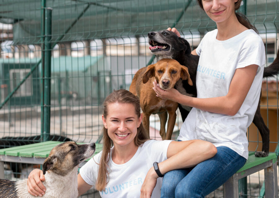 GetNinjas ensina quais os cuidados necessários antes de mandar seu pet para uma hospedagem no fim do ano