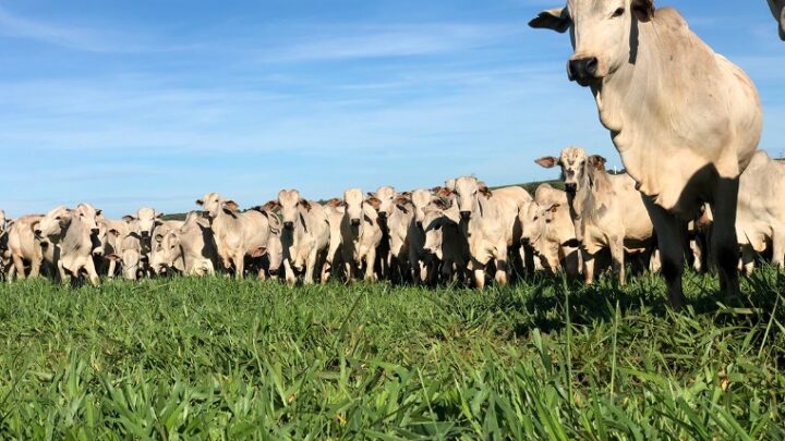 Estratégias nutricionais para a engorda de bovinos em pastos de boa qualidade