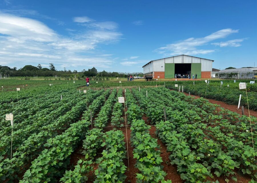 IFMS realiza leilão da produção excedente de grãos em Ponta Porã