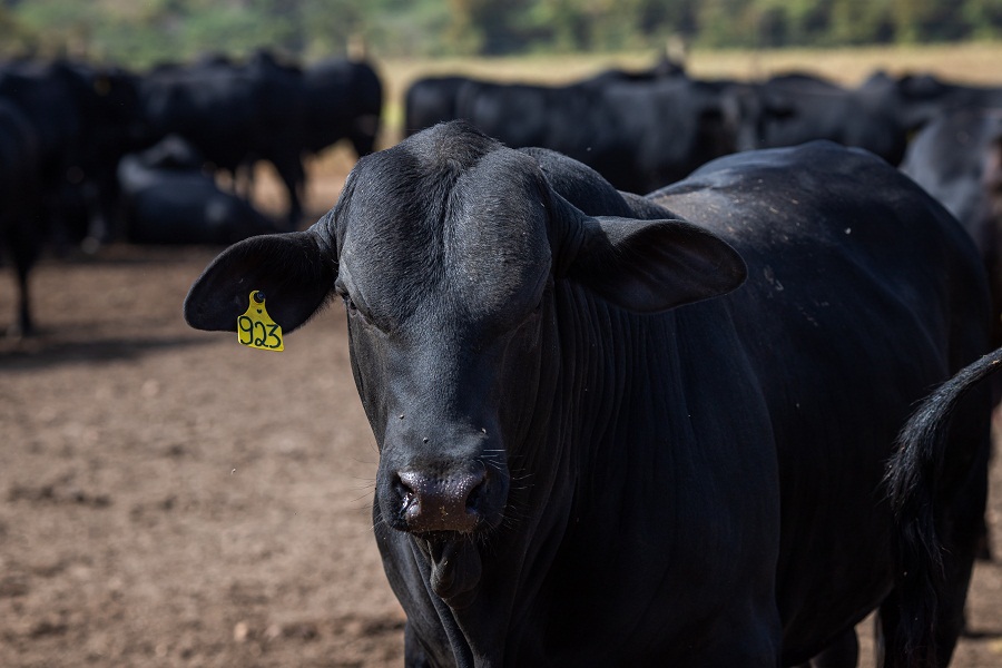 Norte brasileiro recebe eventos de conscientização sobre combate da mosca-dos-chifres em bovinos