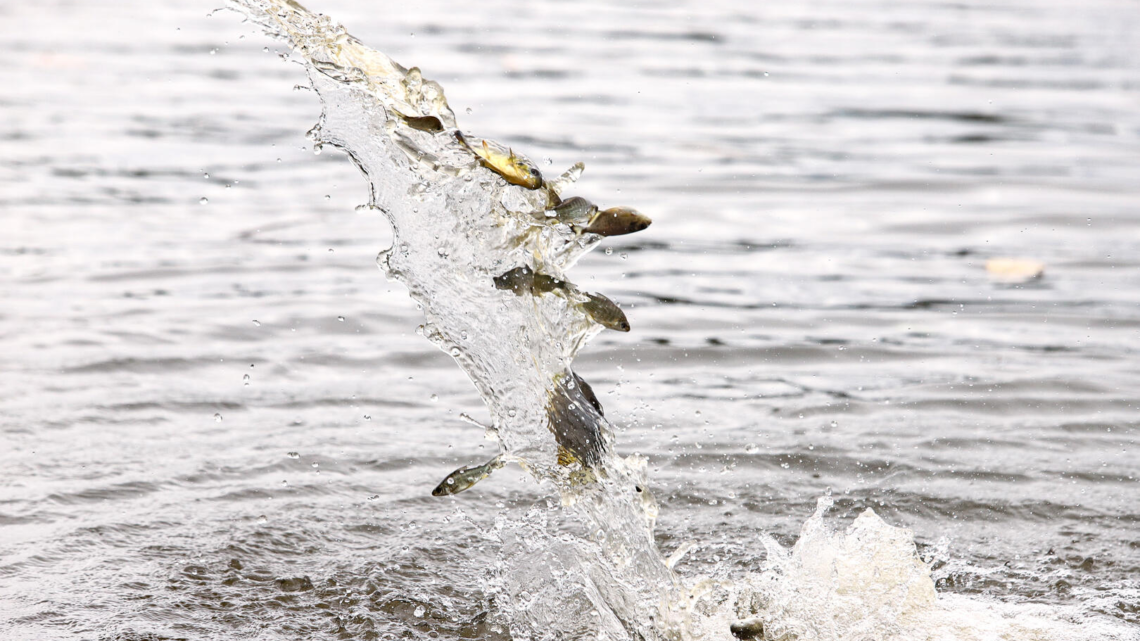 CTG Brasil solta 80 mil peixes da espécie pintado no rio Paraná