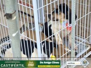 Prova de Fogo: Castilho Leva Estratégia Pedagógica para as Ruas e Reúne Milhares no Dia da Criança 2025 48 20251008 181530dia da crianca em castilho sp