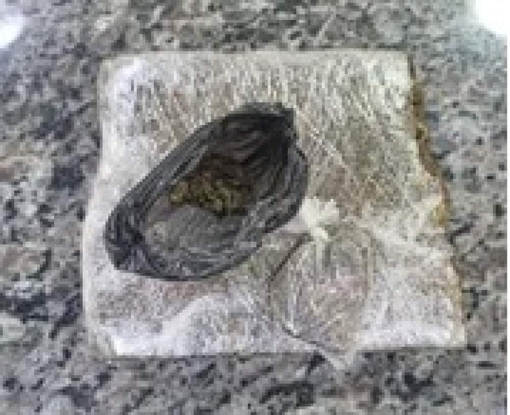 DROGAS EM CASTILHO