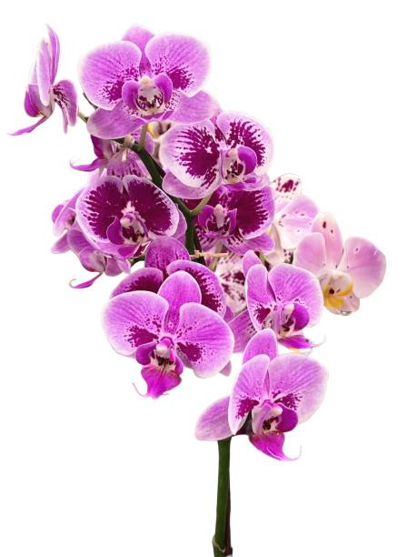As 7 Flores Mais Lindas Para Decorar Sua Sala e Cozinha