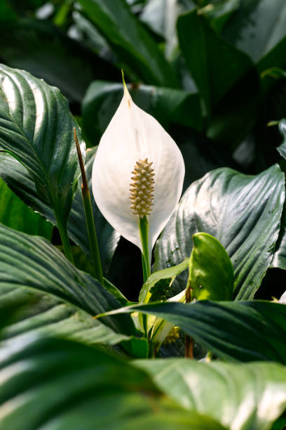 As 7 Flores Mais Lindas Para Decorar Sua Sala e Cozinha