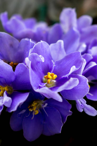 As 7 Flores Mais Lindas Para Decorar Sua Sala e Cozinha