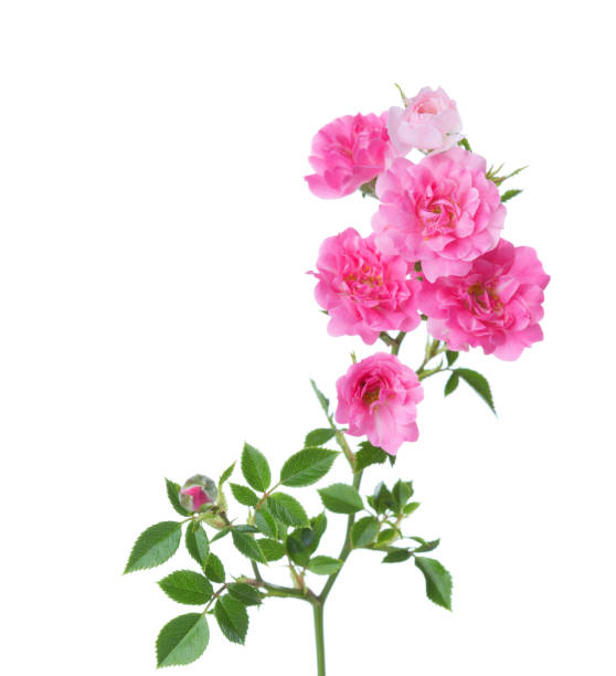 As 7 Flores Mais Lindas Para Decorar Sua Sala e Cozinha