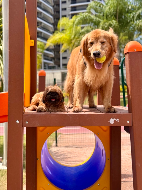 Parque Ilha Pura 2025: Novidades com Quadra de Areia e Pet Place Inaugurados na Barra 1 parque ilha pura